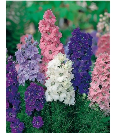 delphinium gigante