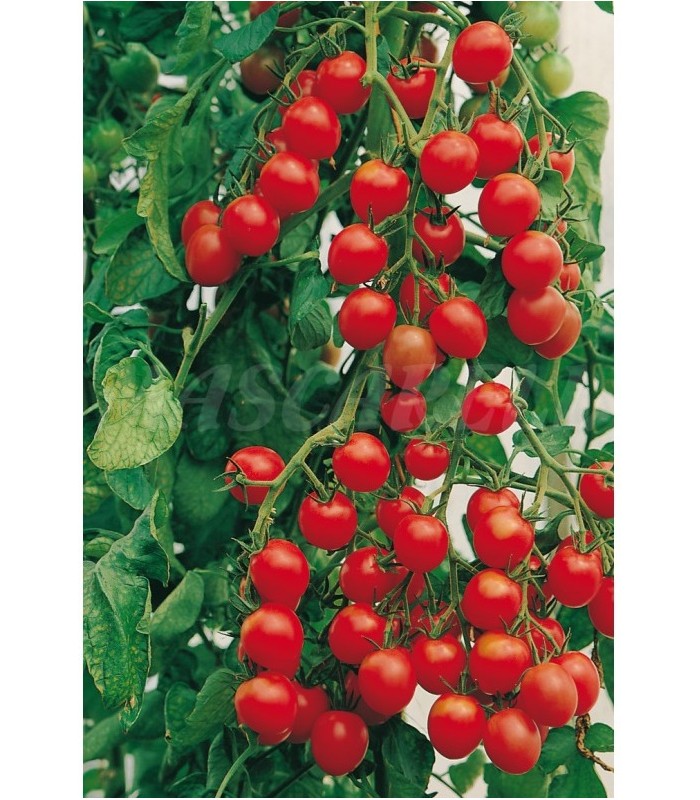 m 91182 tomate minibel cocktail 1 gr