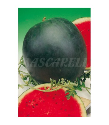 m 51158 sandia sugar baby 2 gr