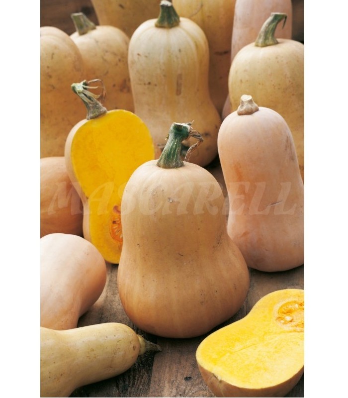 calabaza violin butternut 3 gr