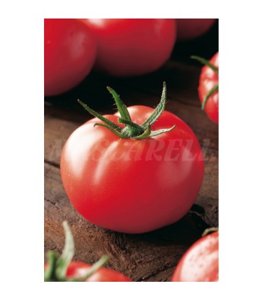 m 41104 maiz blanco 5 gr