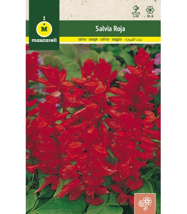 m 80898001 liliums sterling star blancomarron 1 ud