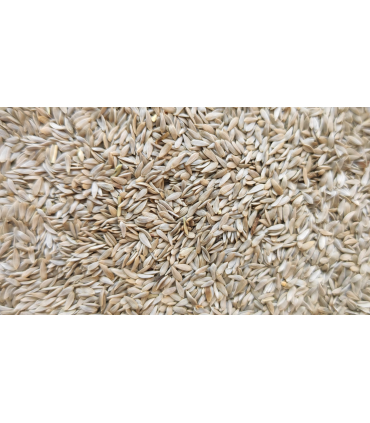 lechuga blanca bolsa 3 kg