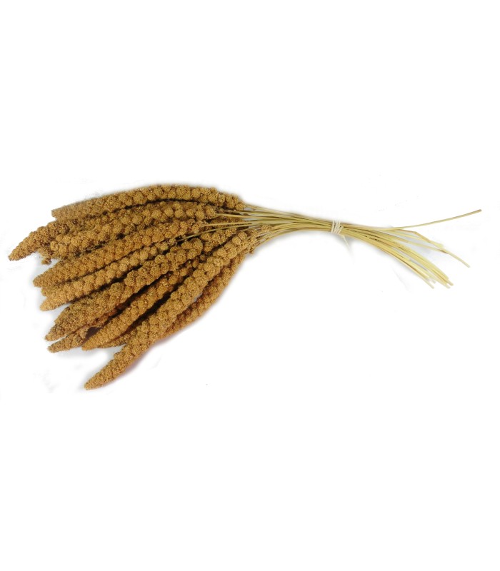 paniset mijo en espiga amarillo 300 gr