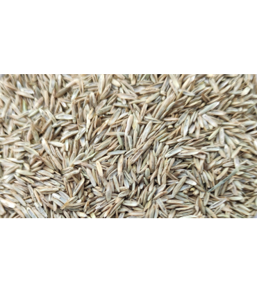 semilla festuca 1 kg