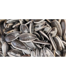 pipas usa loro 20 kg