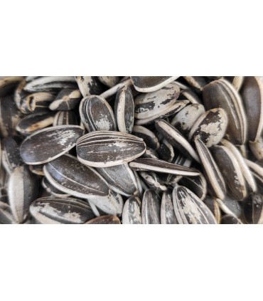 pipas usa loro 20 kg