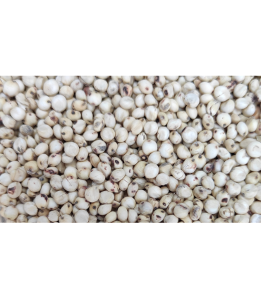 sorgo blanco 25 kg