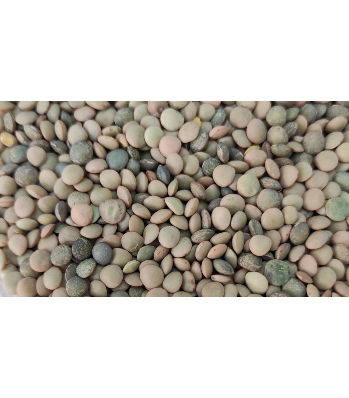 lenteja saco 25 kg