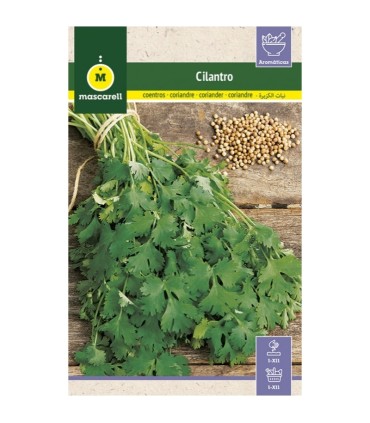cilantro 6 gr