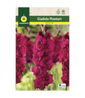 gladiolo plumtart 10 bulbos