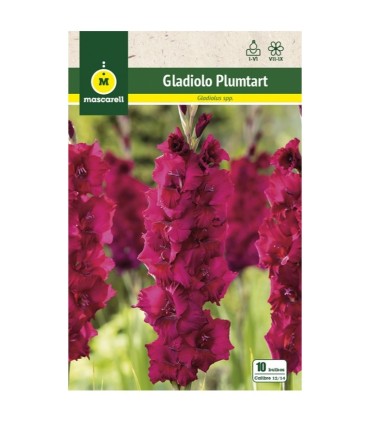 gladiolo plumtart 10 bulbos