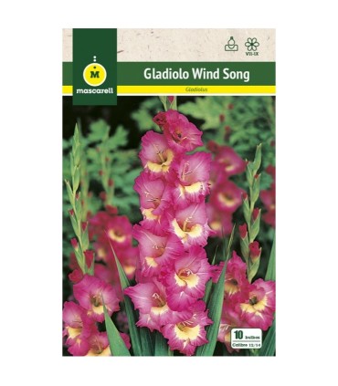 gladiolo wind song 10 bulbos