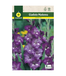 gladiolo madonna 10 bulbos