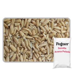 Avena Pelada para Pájaros 1 KG | Energía y Cría Premium