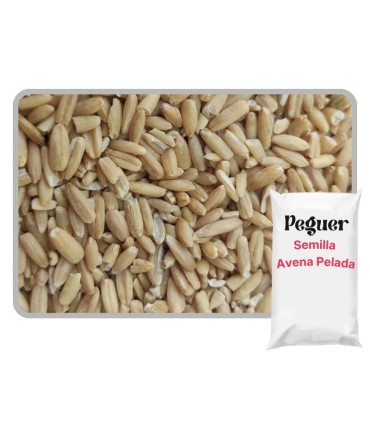 Avena Pelada para Pájaros 1 KG | Energía y Cría Premium