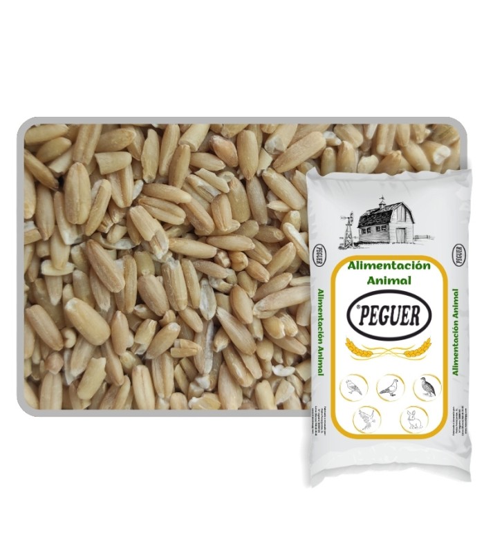 Avena Pelada para Pájaros 25 KG | Energía y Cría Premium