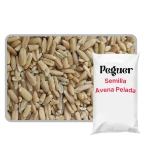 Avena Pelada para Pájaros 5 KG | Energía y Cría Premium
