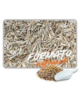 semilla festuca 1 kg