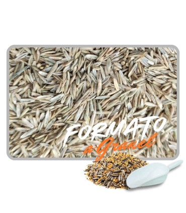 semilla festuca 1 kg