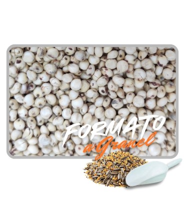 sorgo blanco 1 kg