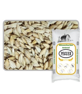 cebada cervecera 25 kg