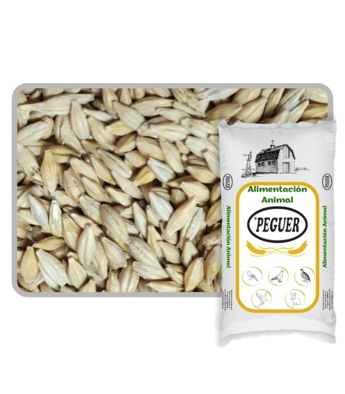 cebada cervecera 25 kg