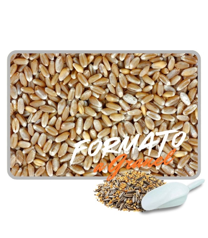 trigo duro 1 kg