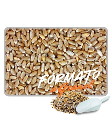 trigo duro 1 kg
