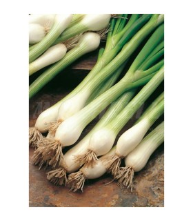 m 42013 cebolla blanca tardia calcot