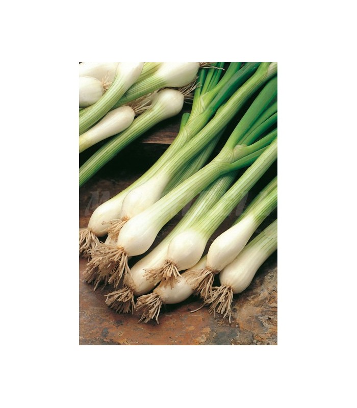 m 42013 cebolla blanca tardia calcot