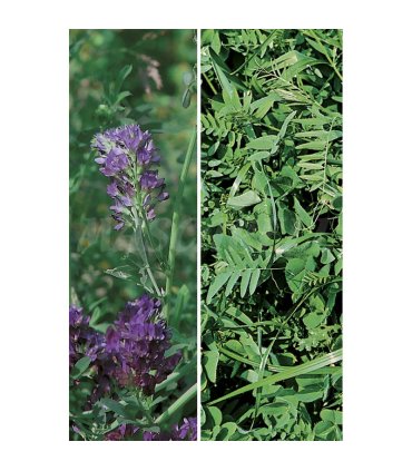 semilla alfalfa gea r 1 5 kg