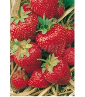 semillas fresa sobre