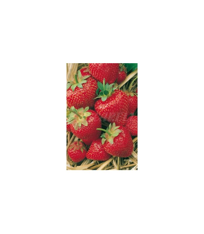 semillas fresa sobre