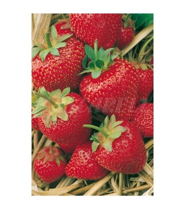 semillas fresa sobre