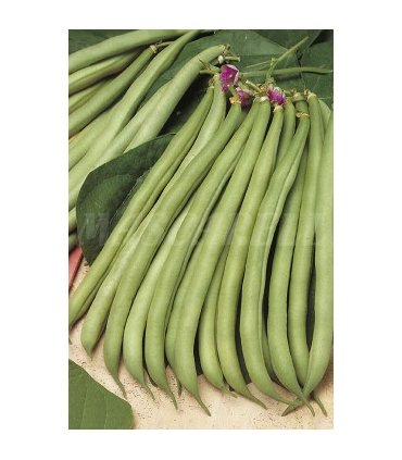 m 30380100 semilla judia perfeccion enrame 100 gr