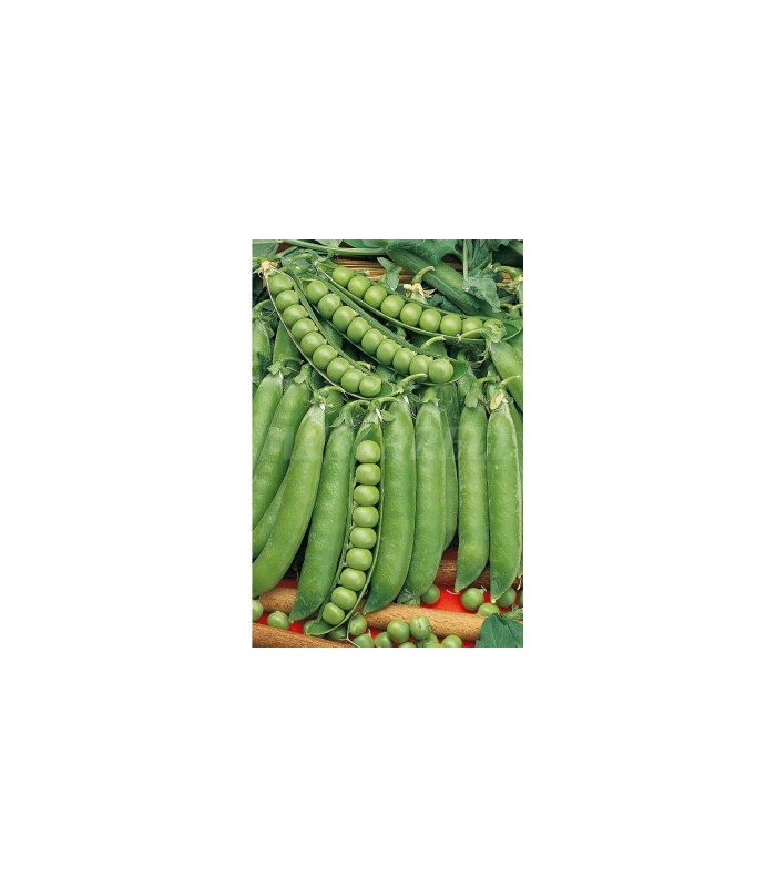 semilla guisante lincoln 100 gr