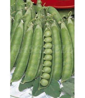 m 30020100 semilla guisante alderman mata alta 100