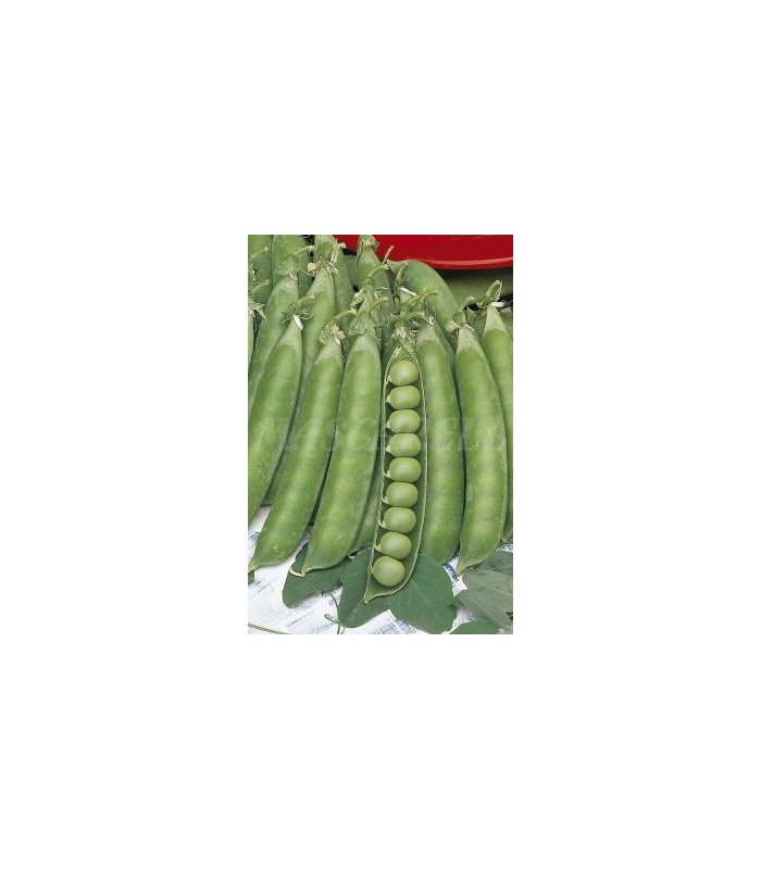 m 30020100 semilla guisante alderman mata alta 100