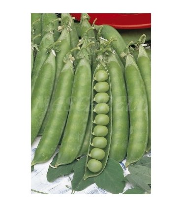 m 30020100 semilla guisante alderman mata alta 100