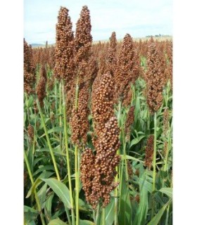 pasto del sudan 5 kg