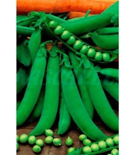 semilla guisante petit provenzal 1 kg g