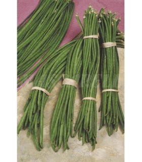 semilla judia metro 100 gr