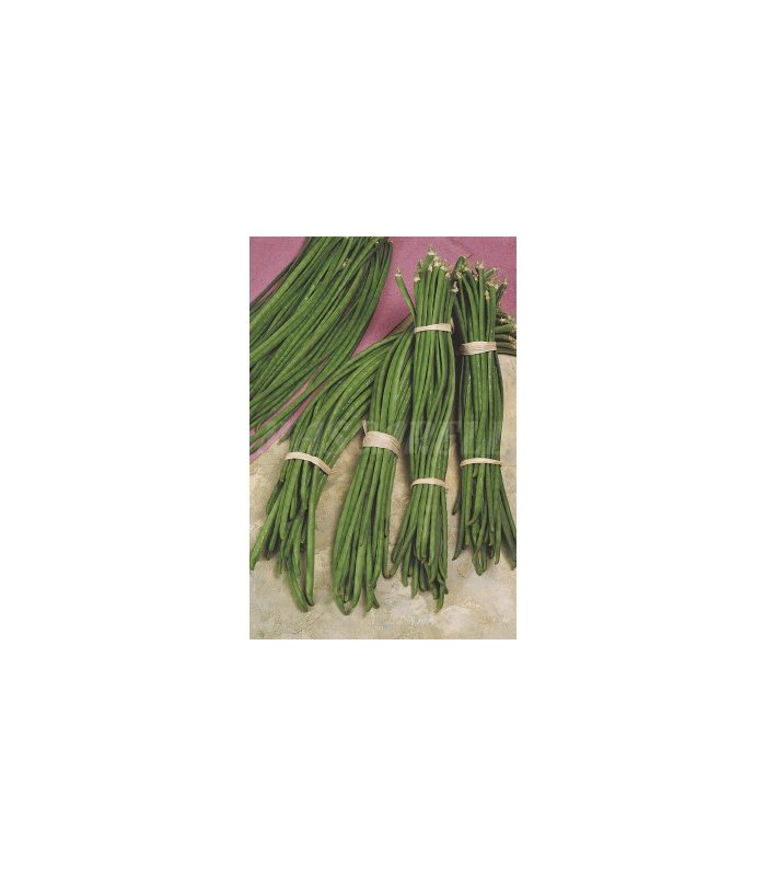 semilla judia metro 100 gr