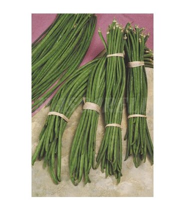 semilla judia metro 100 gr