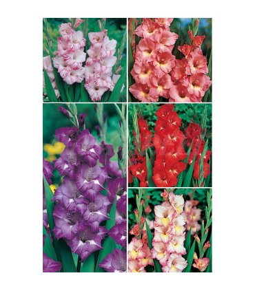 gladiolo yumbo gls 1